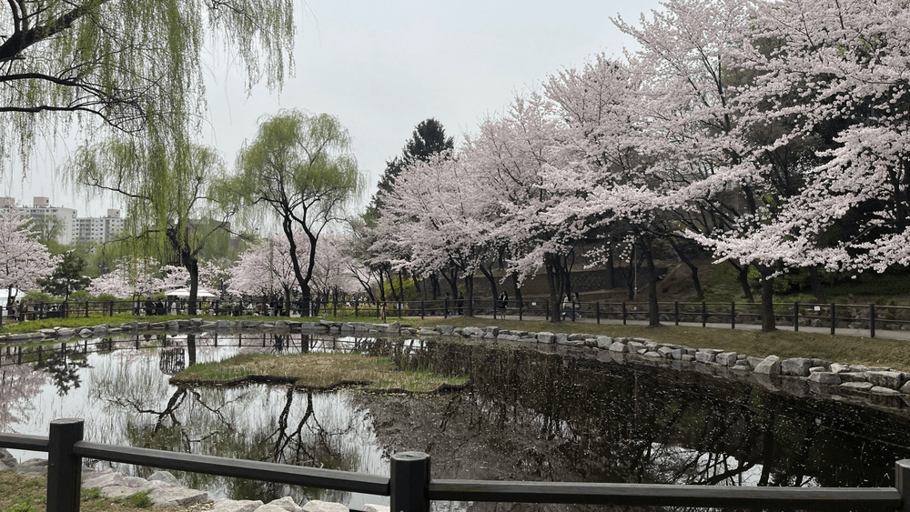 韓国の4月の気温は？気温・服装・最新の桜開花予想を紹介！