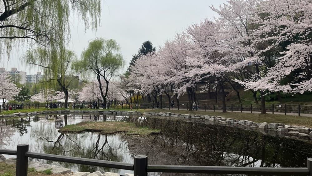 April Weather in Korea: Temperature, What to Wear & Cherry Blossom Forecast (2026)