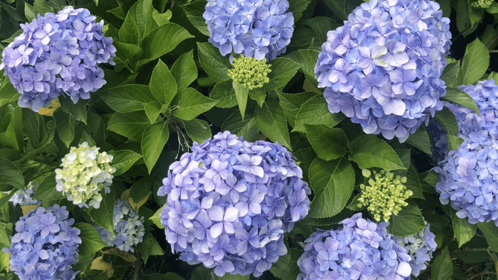 韓国の6月ってどんな感じ？天気・梅雨・服装・注意点をまるっと解説！